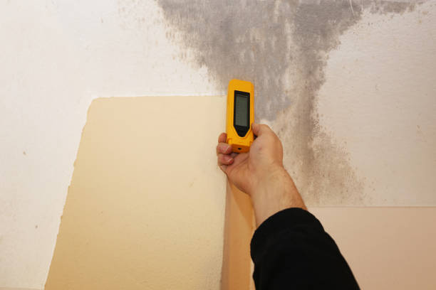 Best Commercial Mold Inspection  in Bear Creek, FL