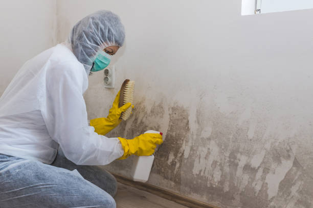 Best Crawl Space Mold Remediation  in Bear Creek, FL