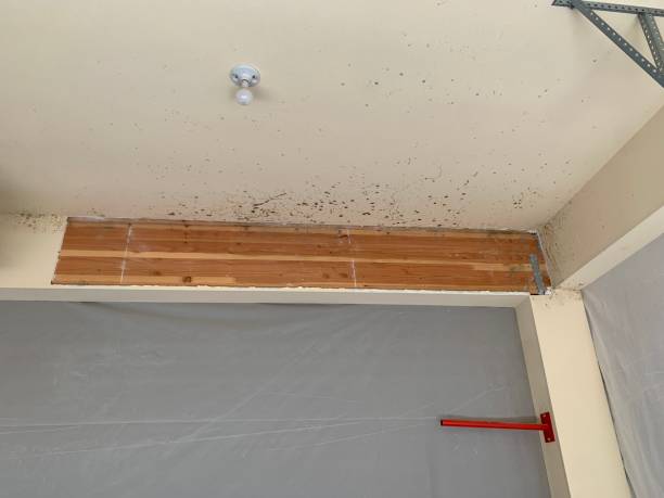 Best Mold Prevention Services  in Bear Creek, FL