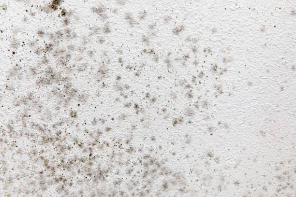 Best Mold Odor Removal Services  in Bear Creek, FL