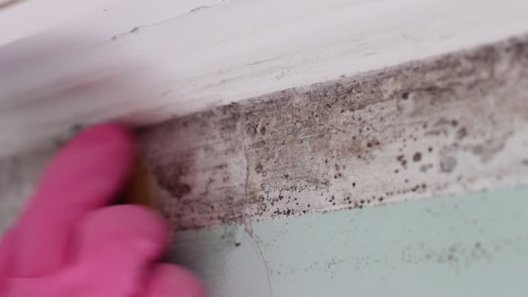 Professional Mold Removal in Bear Creek, FL